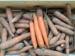 Picture of Carrots, Unwashed