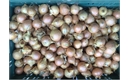 Picture of Brown Onions