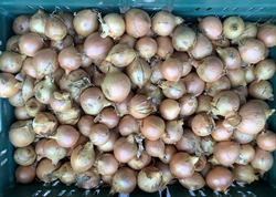 Picture of Brown Onions