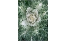 Picture of White Seaweed Kale