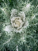 Picture of White Seaweed Kale