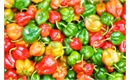 Picture of Scotch Bonnet Chillies