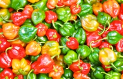 Picture of Scotch Bonnet Chillies