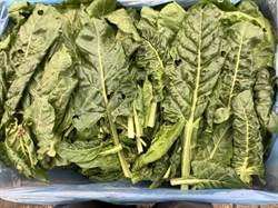 Picture of Annual Spinach