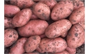 Picture of Red Desiree Potatoes
