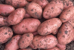 Picture of Red Desiree Potatoes