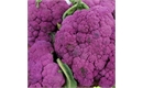 Picture of Dark Vader Cauliflower