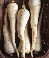 Picture of Parsnips, washed