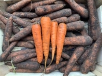 Picture of Carrots, Washed