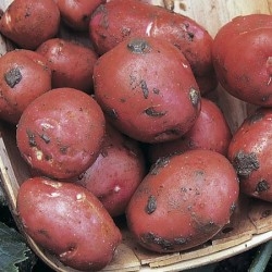 Picture of Red Cara Potatoes