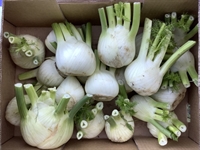 Picture of Fennel Bulb