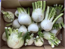 Picture of Fennel Bulb