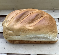 Picture of White Bloomer