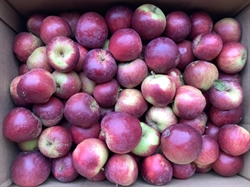 Picture of Kentish Spartan Apples