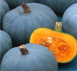 Picture of Blue Kuri Squash