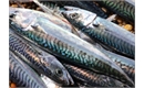 Picture of Mackerel x 2