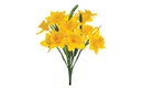 Picture of Yellow Seasonal Daffodils