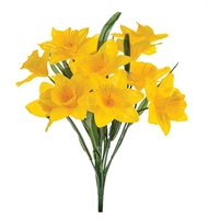 Picture of Yellow Seasonal Daffodils