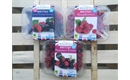 Picture of Herefordshire Berries Selection