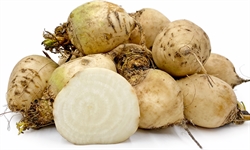 Picture of White Beetroot