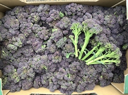Picture of Tenderstem Broccoli