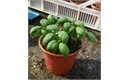Picture of Basil Plant, Potted