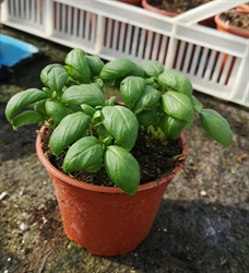 Picture of Basil Plant, Potted