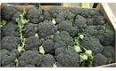 Picture of Calabrese Broccoli