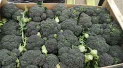 Picture of Calabrese Broccoli