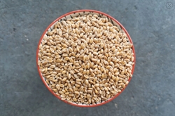 Picture of Flanders Wheat, Wholegrain