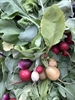 Picture of Rainbow Radishes