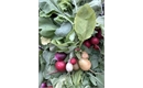 Picture of Rainbow Radishes