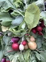Picture of Rainbow Radishes