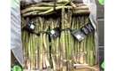 Picture of Asparagus, bunched