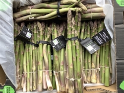 Picture of Asparagus, bunched
