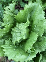 Picture of Iceberg Lettuce