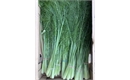 Picture of Baby Fennel, bunched (apx 8 head)
