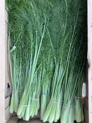 Picture of Baby Fennel, bunched (apx 8 head)