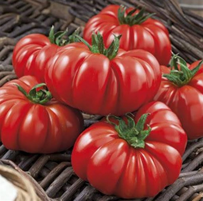 Farm Direct. Ox Heart Tomatoes