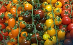 Picture of Mixed Cherry VIne Tomatoes