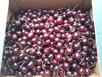 Picture of Class 1 Red Cherries