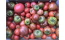Picture of Mixed Tomatoes