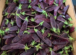 Picture of Purple Mange Tout Peas