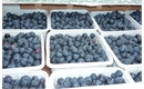 Picture of Kent Blueberries