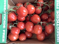 Picture of Large Plum Tomatoes