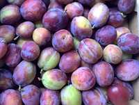 Picture of Jubileum Plums