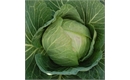 Picture of Cabbice Cabbage