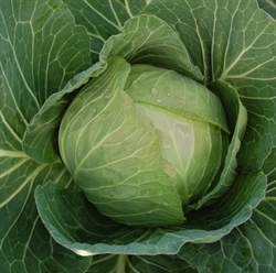 Picture of Autumn Cabbice Cabbage