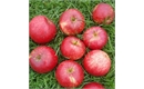 Picture of Tydeman's Early Worcester Apples