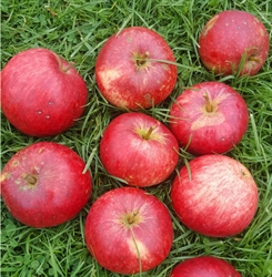 Picture of Tydeman's Early Worcester Apples